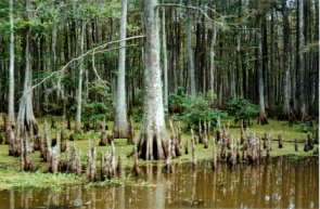 L'atchafalaya - photo de Jocelyn Richez